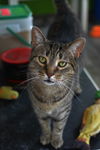 adoptable Cat in , QC named Patchouli