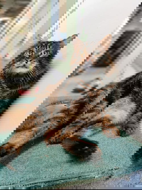 Henri