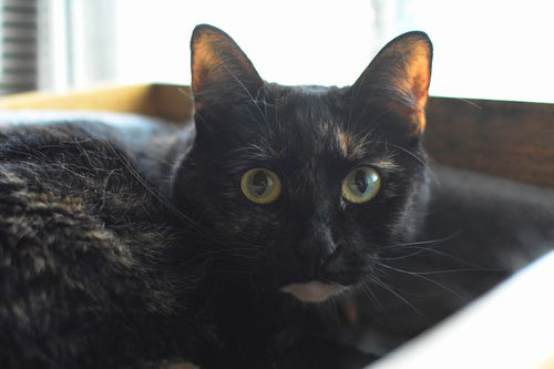 Onyx