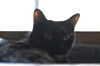 Onyx