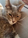 Maggie