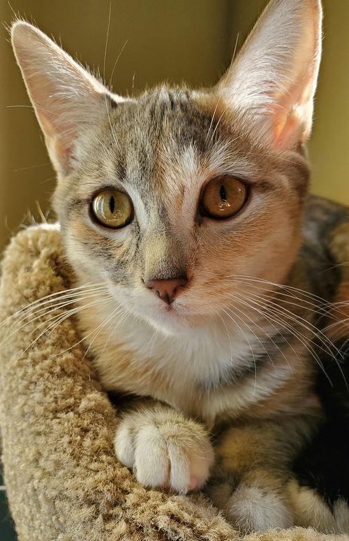 Amelia