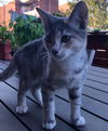 Amelia