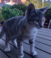 Amelia