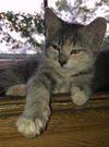 Amelia