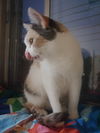 Anka