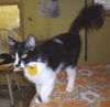 Jessie
