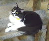 Jessie