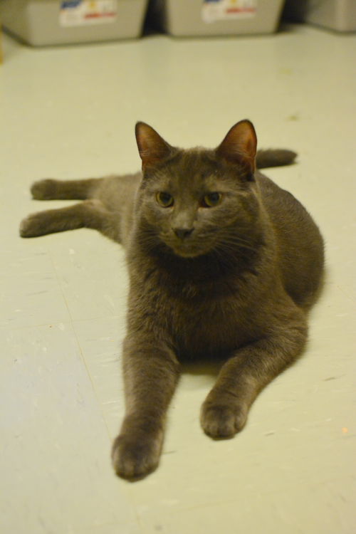 Albert