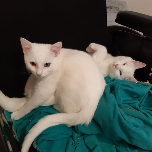 Flocon et Frosty