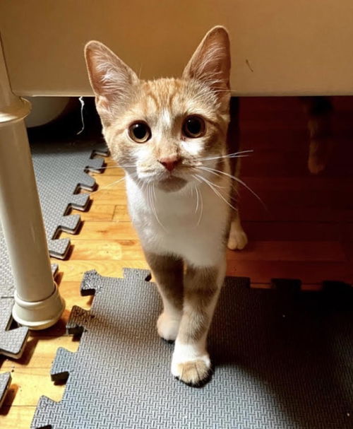 Georgie