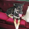 Balto