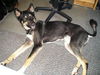 Balto