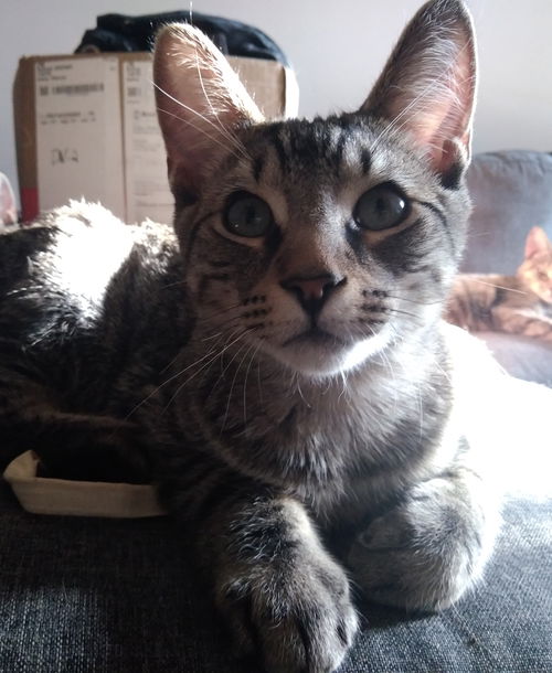 Ziggy