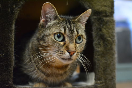 Nicola