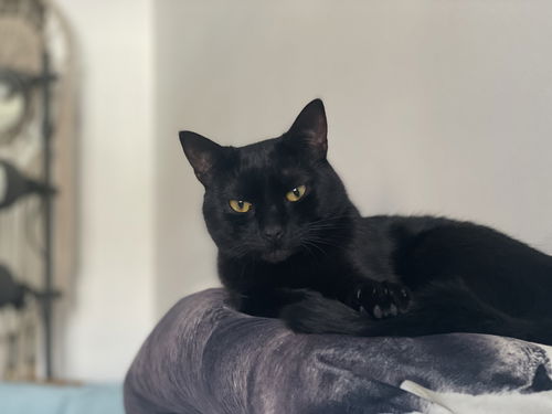 Artemis