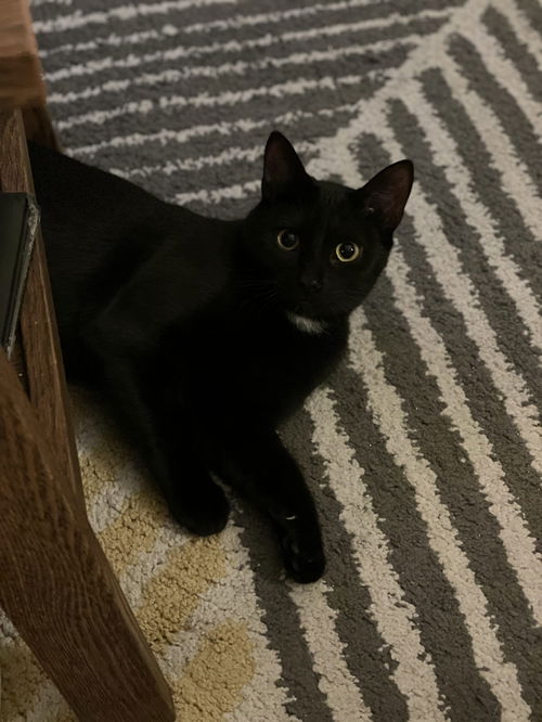 Hugo