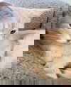 Jivago