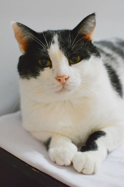 Elliot