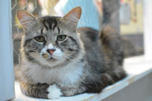 Gavroche