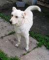 Maggie