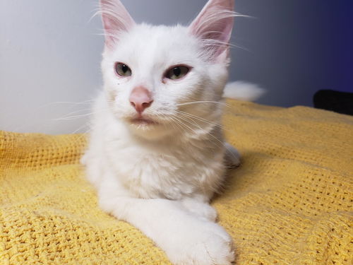Nimbus