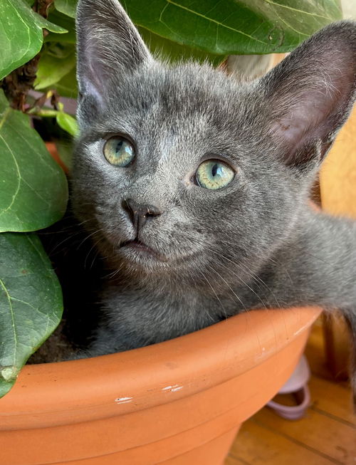 George