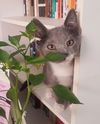 Bastion