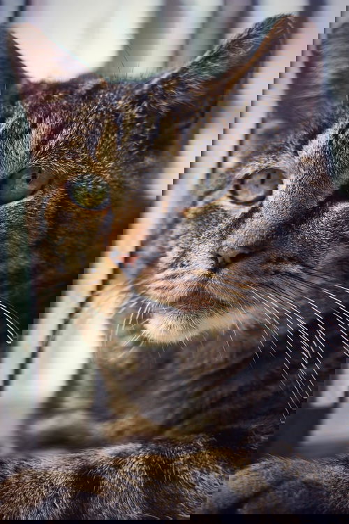 Ratou