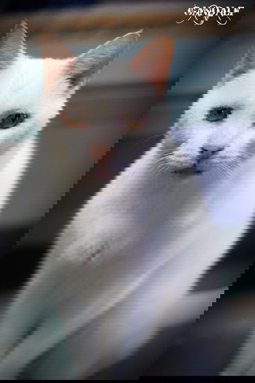 Gandalf