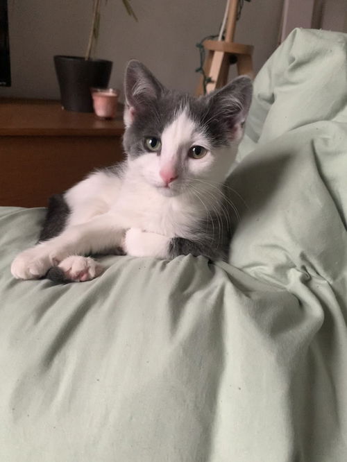 Floki