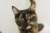 Flavie