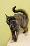 Flavie