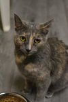 Lilou