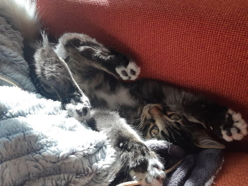 Odin