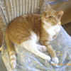 Ginger