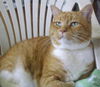 Ginger