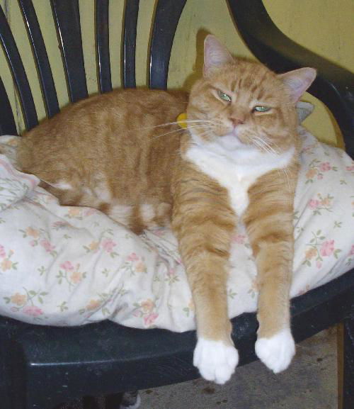 Ginger