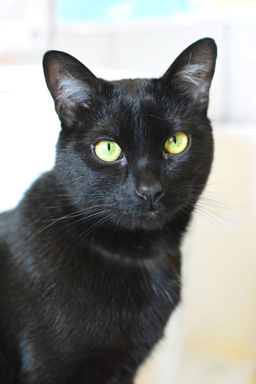 Sam