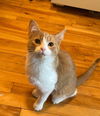 Addison