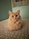 Gimli