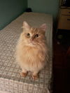 Gimli