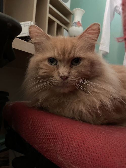 Gimli