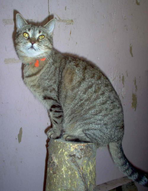 Nellie