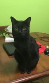 FendyDeoo