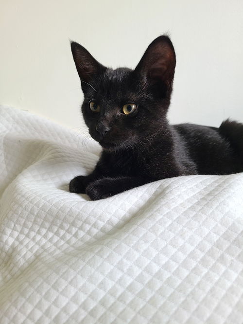 Zola