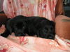 Lallo