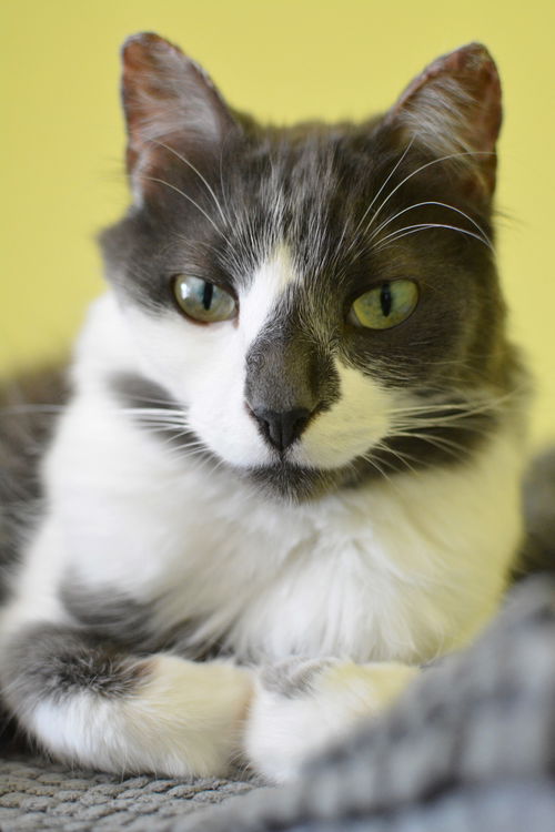 Nefertiti