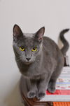 Graycie