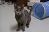 Graycie